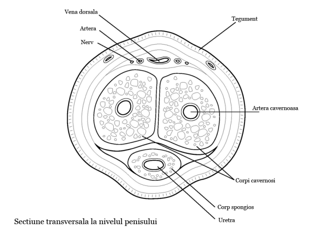 Mărirea glandului penian (vârful penisului)
